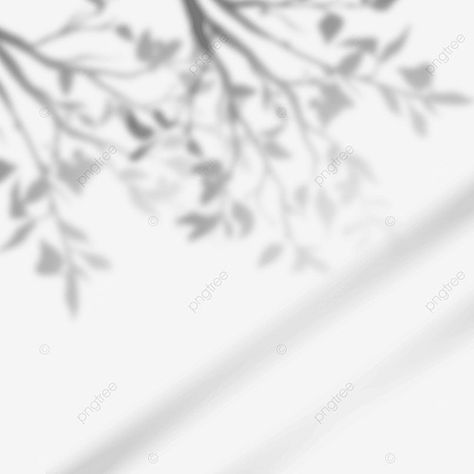 Plant Website, Plant Shadow, Shadow Flower, Shadow Png, Drawing Plants, Shadow Tree, Tree Shadow, Window Shadow, Olive Plant