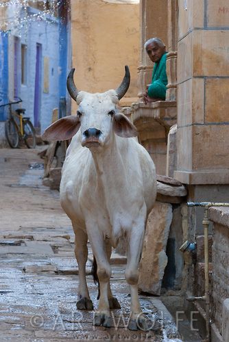 Life in a small Rajasthan village, India Rajasthan Village, Indian Cow, Breeds Of Cows, Indian Animals, Cow Photography, Mother India, Cow Photos, Indian Colours, Cow Pictures