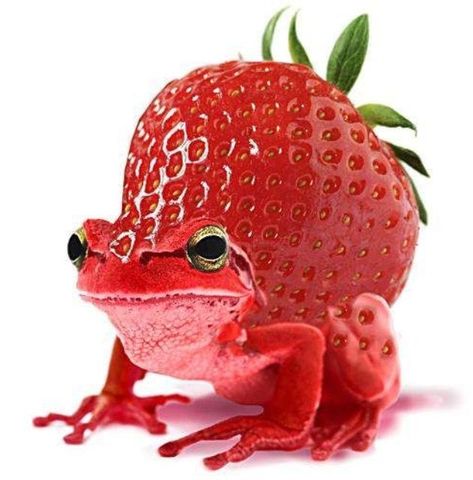 Fruit, Frogs, Frog Art Cute, Frog Pictures, Frog Art, Weird Stuff, Art Cute, Cute Frogs, Pins