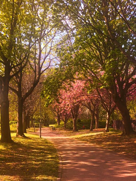 Nature, Japanese Park Aesthetic, Nature Park Aesthetic, Blossom Trees Aesthetic, Bright Aesthetic Pictures, Park Astethic, Brightness Aesthetic, Cherry Tree Aesthetic, Cherry Blossom City