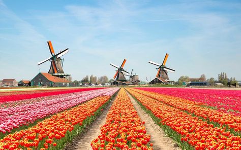 Noordoostpolder, Holland | It's the shoulder season — and festival season — in Europe, making March a great time to go overseas and explore. Europe In March, Spring Travel Destinations, Tulip Garden, Visit Amsterdam, Tulip Fields, Voyage Europe, The Tourist, Spring Trip, Beaux Villages