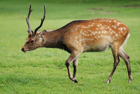 Sika deer - Wikipedia Sambar Deer, Water Deer, Deer Species, Canine Tooth, Sika Deer, Fallow Deer, Woodland Critters, Roe Deer, Most Beautiful Cat Breeds