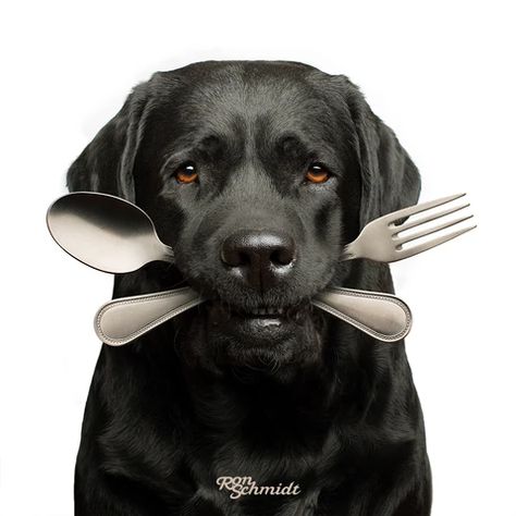 BEHIND THE SCENE - BONE APPETIT BLACK LAB DOG ART PHOTO BY RON SCHMIDT - Loose Leashes by Ron Schmidt Kitchen Dining Room Wall Decor, Bone Appetit, Labrador Retriever Art, Black Labrador Dog, Labrador Art, Dog Canvas Art, Dog Wall Decor, Yellow Labrador Retriever, Black Labrador Retriever