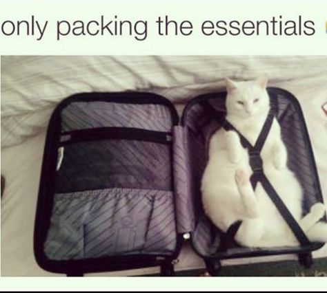 Only Packing The Essentials Cat People, Evernote, Cute Cats And Kittens, Funny Animal Pictures, Crazy Cat Lady, White Cat, Crazy Cats, Cat Lady, Cat Pics