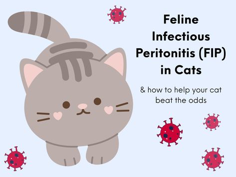 FIP in cats is a deadly disease triggered by a common virus. Good news: it was once untreatable, but new treatments are on the horizon. Learn more now! Low White Blood Cells, University Of California Davis, Cat Diseases, Purebred Cats, Pregnant Cat, Cat Health Care, Stem Cell Therapy, Kitten Care, Animals Funny