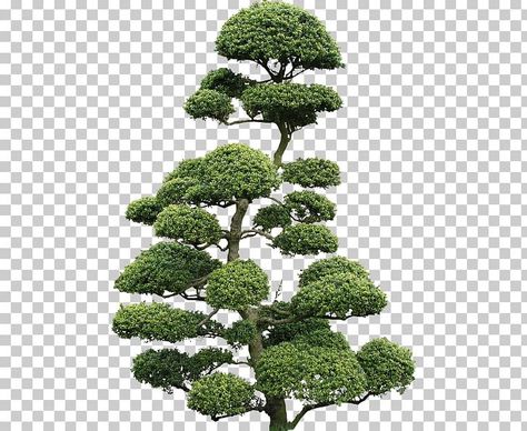 Tree Desktop Wallpaper, 3d Computer Graphics, Flora Garden, Tree Textures, Texture Mapping, Nature Plants, Computer Graphics, Color Help, Japanese Garden