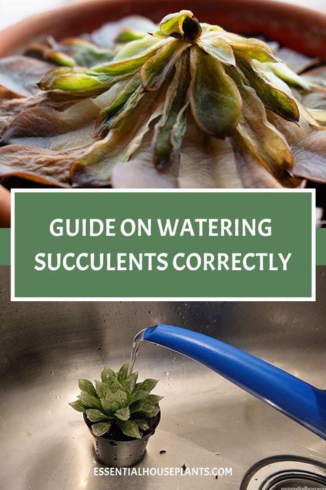 Alt text: Wilted succulent above a guide on watering succulents, with a healthy succulent being watered in a sink, representing proper plant care. Succulent Watering Guide, How Often To Water Succulents, How To Water Succulents Indoors, How To Care For Succulents, Succulent Care Indoor, Watering Succulents, Pictures Of Succulents, Water Succulents, Suculent Plants