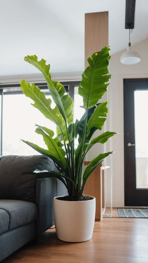 Create a lush indoor oasis with these stunning home plant decor ideas for your living spaces Discover how to elevate your decor with low light houseplants creative growing solutions and unique display options From hanging plants to large houseplants on shelves turn your living room into a green sanctuary Learn how to style your home with indoor plants while saving money and adding a touch of nature to your decor Big Plants Indoor, Big Plants Indoor Living Rooms, Large Houseplants, Low Light Houseplants, Home Plant Decor, Plant Decor Ideas, Big Indoor Plants, Indoor Oasis, Houseplants Low Light