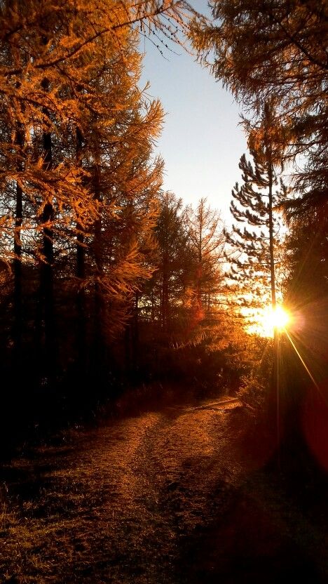 Autumn Sunset Wallpaper, Sunset Autumn Aesthetic, Orange Landscape Aesthetic, Orange Forest Aesthetic, Fall Sunset Aesthetic, Autumn Sunset Aesthetic, Sunset Forest Aesthetic, Sunset In The Forest, Sunset Autumn