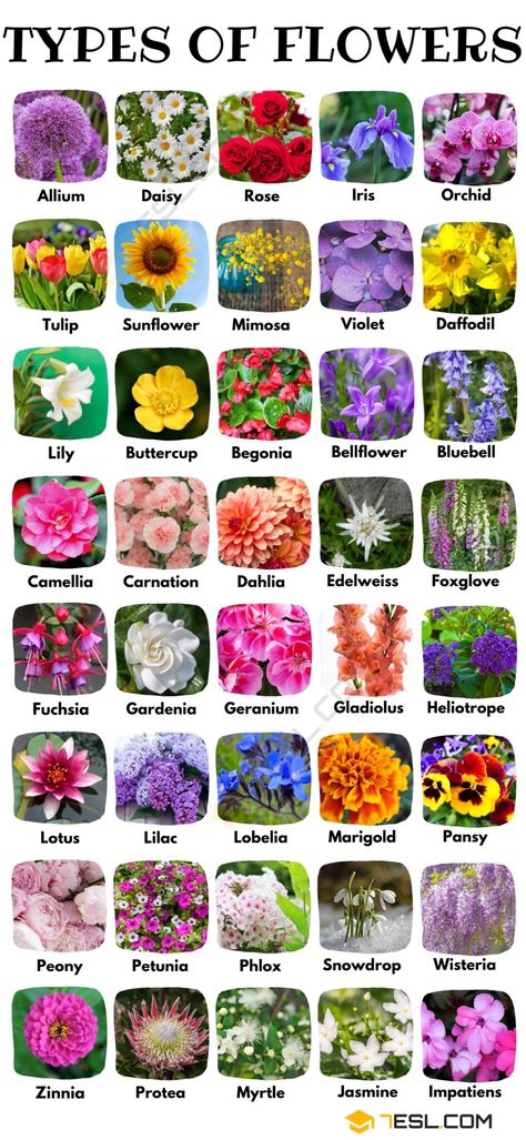 Flower Types Chart, All Flowers Name, Pretty Flower Names, Different Kinds Of Flowers, Seni Dan Kraf, Different Types Of Flowers, Kraf Diy, Flower Meanings, Nothing But Flowers