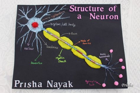 Cards ,Crafts ,Kids Projects: How to make a Neuron Model Neuron Model Projects, Nervous System Projects, Neuron Diagram, Neuron Model, Cell Model Project, Model Tutorial, Human Body Projects, Science Exhibition, Brain Models