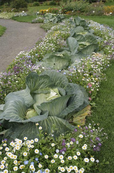 Cold Climate Gardening, Edible Landscaping, Veg Garden, Vegetable Garden Design, Hardy Plants, Food Garden, Veggie Garden, Green Life, Edible Garden