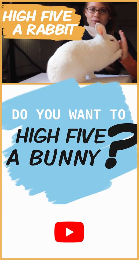 The Bunny Lady, How To Teach Your Bunny Tricks, Rabbit Tricks, Tricks To Teach Your Rabbit, Bunny Tricks, Rabbit Facts, Rabbit Litter, Give Me Five, Bunny Lady