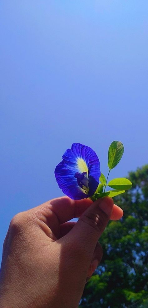 Wallpaper, Dp, instagram story Butterfly Blue Pea Flower, Nature Butterfly, Sky Green, Butterfly Pea Flower, Best Flowers, Butterfly Pea, Pea Flower, Green Nature, Blue Flower