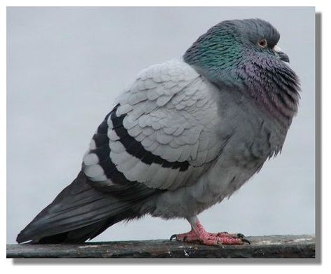 Feral Pigeon, Cute Pigeon, Pigeon Pictures, Wood Pigeon, Pigeon Pose, Nature Birds, Bird Wallpaper, Pet Costumes, Animal Sketches