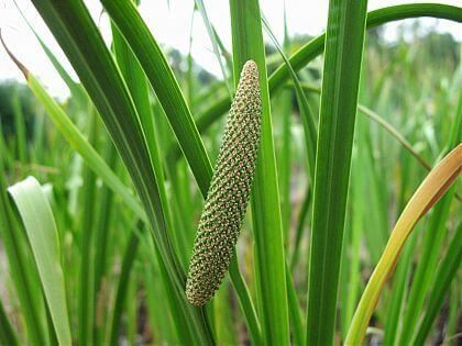 Acorus Calamus, Health Board, Alternative Medicine, Cactus Plants, Well Being, Home Remedies, Health Benefits, Herbs, Benefits