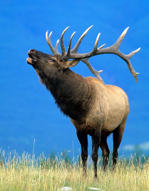 "a splendid elk silhouetted against the sky"  Zane Grey Elk Bugling, Bugling Elk, Elk Pictures, Mule Deer Hunting, Elk Silhouette, Thick Forest, Mode Country, Elk Photo, Food Deserts