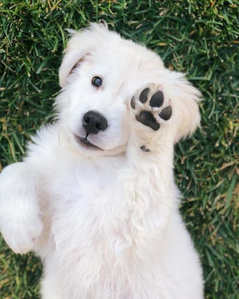 Hi There 강아지 그림, Baby Animals Pictures, Cute Little Puppies, Golden Retriever Puppy, Sweet Dogs, Retriever Puppy, Cute Animal Photos, Welsh Corgi, Cute Animal Pictures