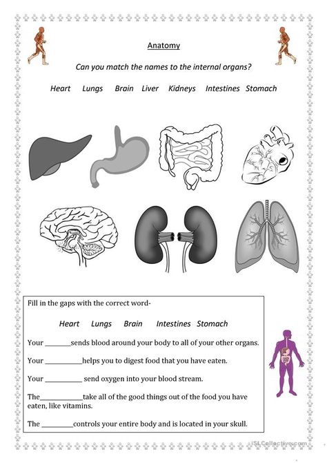 body parts - English ESL Worksheets for distance learning and physical classrooms Body Worksheet, Human Body Lesson, Body Systems Worksheets, Human Body Worksheets, Free Human Body, Human Body Activities, Science Kids, Urinary System, Human Body Organs