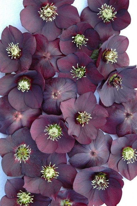 plum colored flowers Plum Color Palettes, Chartreuse Wedding, Plum Paint, Midnight Plum, Shades Of Maroon, Colored Highlights, Plum Color, Plum Purple, Purple Wedding