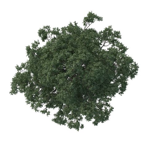 Making of "The White" - 3D Architectural Visualization & Rendering Blog Tree Plan Png, Tree Top View, Map Elements, Architectural Trees, Photoshop Landscape, Trees Top View, Tree Photoshop, Cartoon Trees, Tree Plan