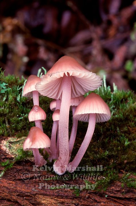 Mycena clarkeana (found only in Australia) ~ © Kelvin Marshall Pink Mushrooms, Wildlife Photography, Trees, Skin, Photography, Pink, Nature