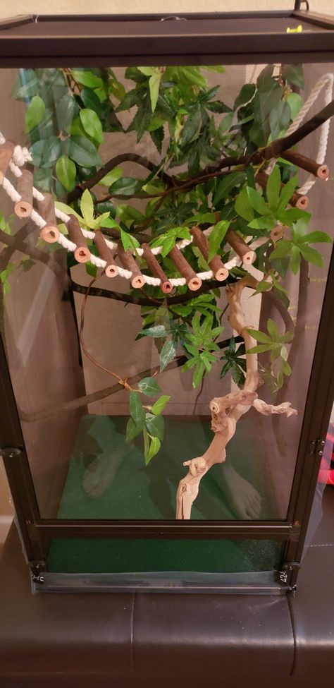 Chameleon Cage Setup Ideas, Veiled Chameleon Enclosure, Chameleon Enclosure Ideas, Chameleon Habitat, Crested Gecko Vivarium, Chameleon Terrarium, Chameleon Enclosure, Leopard Gecko Cute, Lizard Terrarium