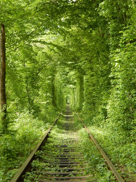 Tunnel Of Love Ukraine, Ukraine Aesthetic, Tree Tunnel, Tunnel Of Love, Nature Background Images, Fake Trees, Lucid Dream, Backpacking Europe, Nature Background