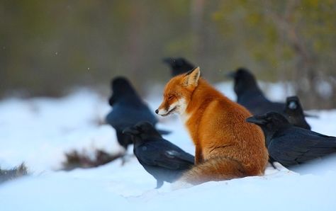 White Wolf : Amazing Pictures Show Raven And Red Fox Interaction Fuchs Baby, Black Birds, Crows Ravens, Animal Companions, Red Fox, Ravens, Animals Friends, Black Bird, Beautiful Creatures