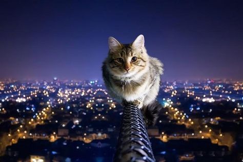 windows 10 backgrounds 1920x1080 for computer Railing, City Lights, A Cat