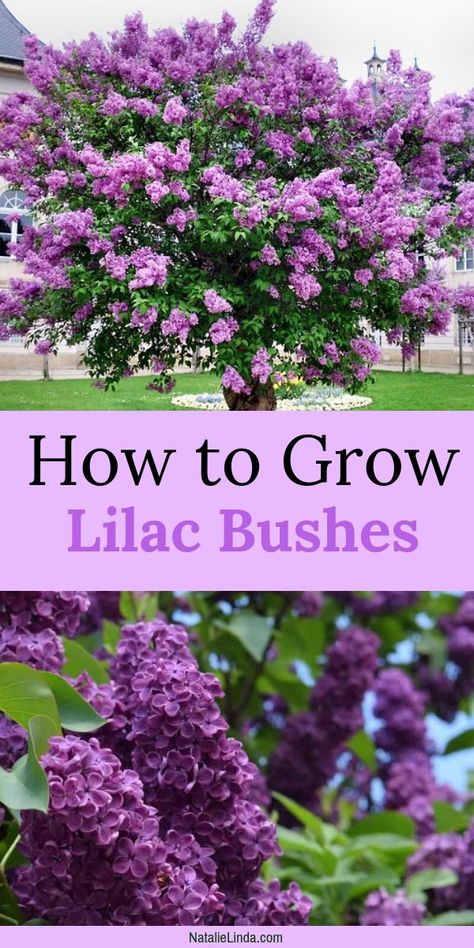 Lilac bushes are fragrant trees that grow large clusters of gorgeous blooms. Learn how to plant and grow lilacs in your own yard! This low-maintenance perennial will beautify your garden for decades to come! Lilac Bush, Funny Vine, Cozy Garden, Garden Retreat, Lilac Bushes, Green Oasis, Organic Gardening Tips, Garden Yard Ideas, Garden Care