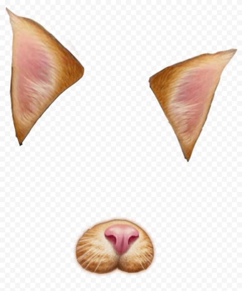 Cat Filter Png, Cat Ears Png, Cat Nose, Animal Categories, Cat Face, Free Pictures, Cat Ears, Png Images, Transparent Background