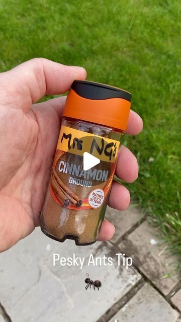 Im_no_gardener on Instagram: "How to get rid of pesky ants naturally #cinnamon #groundcinnamon #ant #ants #pesky #peskyants #anthack #gardeninsects #insects #antrepellant #insectrepellent #coverage" How To Get Rid Of Ants In The House, How To Get Rid Of Ants, Ant Repellent Diy Indoor, Ants In House Get Rid Of, Ants Repellent Diy, Repellent Diy, Ant Spray, Ant Repellent, Ant Hill