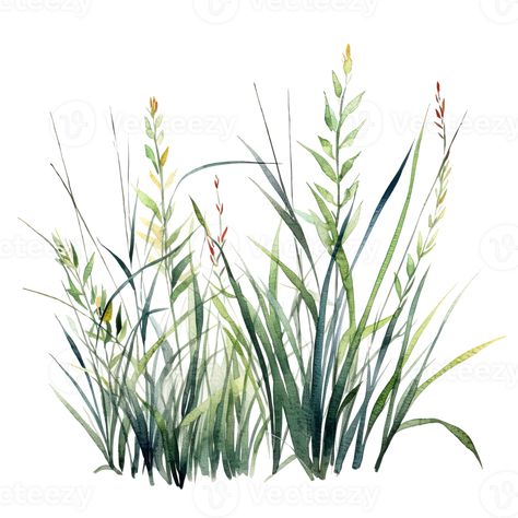 Grass Drawing Watercolors, Wild Grass Drawing, Tall Grass Drawing, Watercolour Grass How To Paint, Grass Illustration Pattern, Green Grass Illustration, Watercolour Plants, Grass Watercolor, Grass Illustration