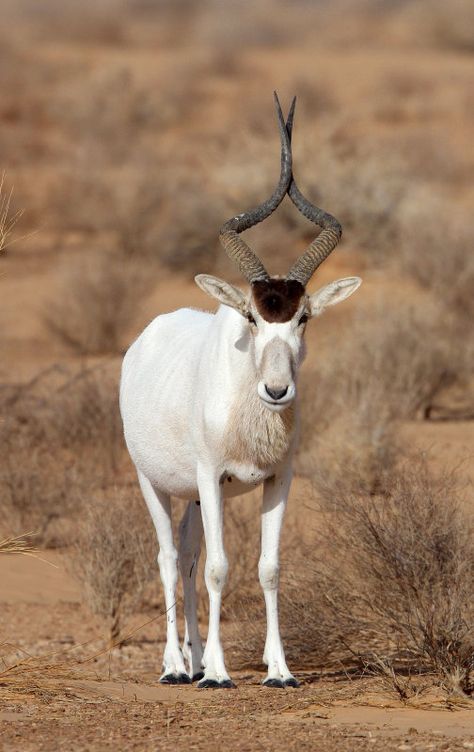 Addax Antelope, Antelope Animal, Pic Funny, African Antelope, Extinct Animals, About Animals, Rare Animals, Endangered Animals, African Wildlife