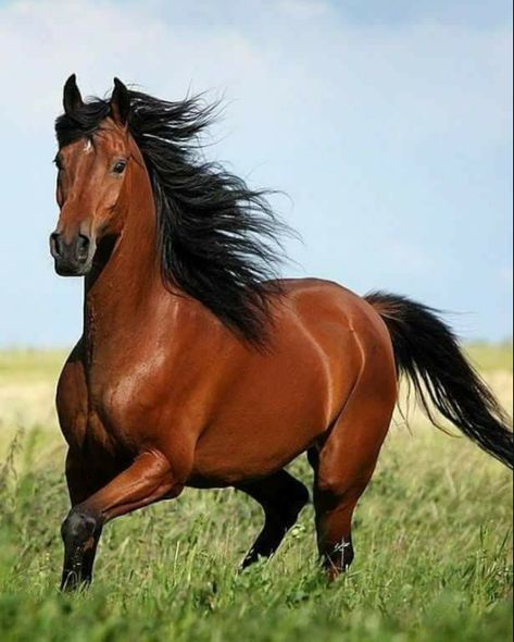 Beautiful Horse Pictures, Bay Horse, Horse Wallpaper, Most Beautiful Horses, Majestic Horse, Horses And Dogs, Brown Horse, Horse Drawings, All The Pretty Horses