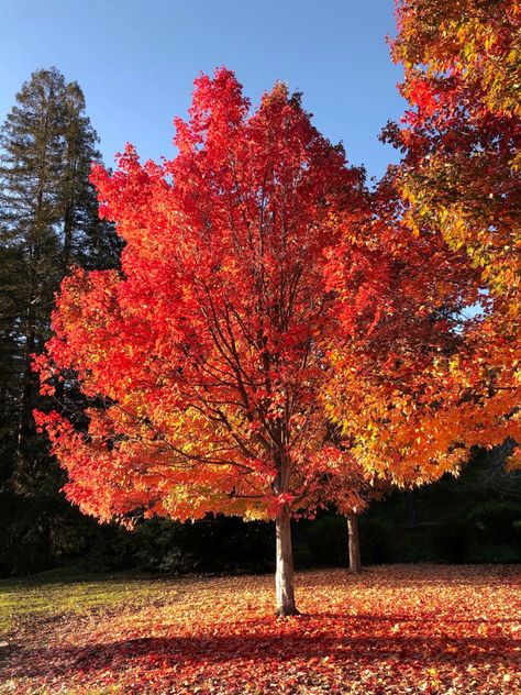 11/17/2021 October Rust, Princess Paris, Cosmic Universe, Autumn Photos, Nature Aesthetics, Bike Aesthetic, Fall Trees, Autumn Magic, Garden Images