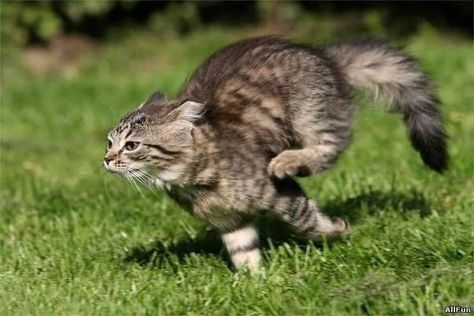 Cat Run, Cat Reference, Image Chat, Cat Pose, Cat Photography, Warrior Cat, Warrior Cats, Pretty Cats, Beautiful Cats