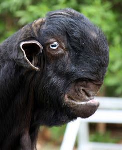 Rare Animals, Damascus Goat, Deformed Animals, Weird Looking Animals, Ugly Animals, Interesting Animals, Animale Rare, Unusual Animals, Like Animals