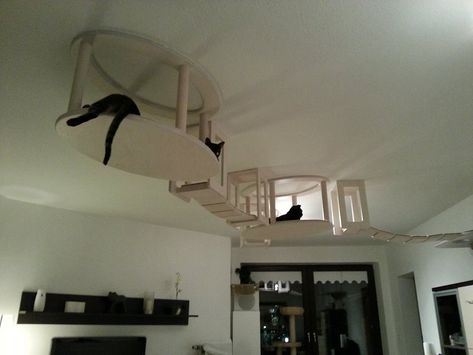 LittleThings.com : #7 : 12 Amazing Cat Installations! You HAVE To See This Amazing Furniture, #6 Is AWESOME! Cat Playground Outdoor, Cat Playground, Cat Enclosure, Cat Shelves, Cat Condo, Diy Window, Space Cat, Cat Room, Indoor Cat