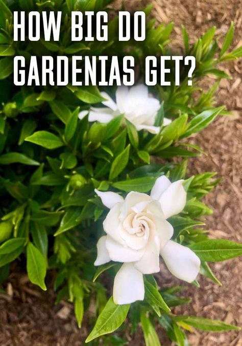 how-big-do-gardenias-get Gardenia Front Yard, Gardenia Tree Landscaping, Gardenia Plant Front Yards, Jubilation Gardenia Front Yards, Gardenia Hedge Garden Design, Gardenia Bush Landscaping, Gardina Bush Shrubs, Landscaping With Gardenias, Gardenia Bush In Front Of House