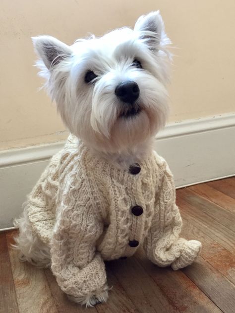 West Highland Terrier Westies Dogs, Dog Outfits, Westie Dog, Westie Puppies, Highland Terrier, Highlands Terrier, Westie Dogs, White Terrier, West Highland Terrier