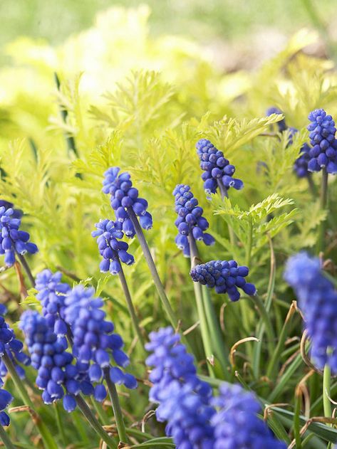 Create a stunning spring-blooming garden with bold Grape Hyacinth. More early-season flowers: http://www.bhg.com/gardening/flowers/perennials/early-blooming-flowers/?socsrc=bhgpin050213grapehyacinth=9 Spring Garden Ideas, April Gardening, Spring Landscaping, Spring Blooming Flowers, Grape Hyacinth, Early Spring Flowers, Winter Top, Smart Garden, Gardening Flowers