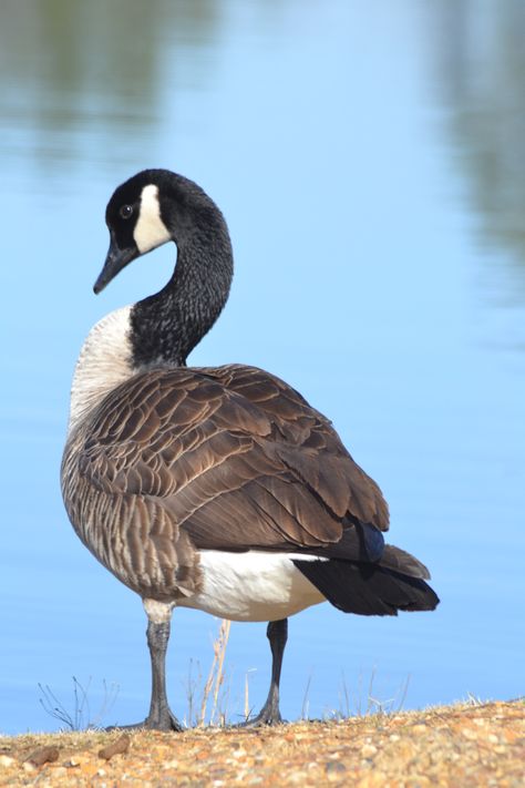 Goose Canada Goose Bird, Canadian Goose Drawing, Goose Reference, Goose Photography, Geese Photography, Goose Drawing, Goose Tattoo, Goose Art, 30 Day Art Challenge