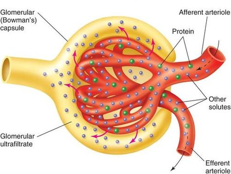 Glomerular filtration: shown is the bowmans capsule (yellow) and the glomerulus (red). This structure serves as a filtration mechanism before reaching the proximal convoluted tubule of the nephron. In order to pass, fluids must go through 3 layers: the fenestrated endothelium, the basement membrane, and filtration slits. Based upon size, molecules greater than 8nm are too large to pass. Therefore only molecules such as glucose, water, electrolytes, amino acids, nitrogenous waste can pass. Endocrine System Hormones, Glomerular Filtration, Renal Physiology, Basement Membrane, Human Physiology, Clinical Chemistry, Urinary System, Study Biology, Dental Anatomy