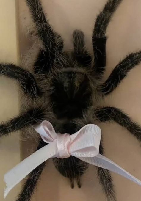 Trantuala Spider Cute, Coquette Spider, Scary Coquette, Spiders Cute, Fluffy Spider, Spider Scary, Spider Butterfly, Scary Spiders, Scary Bugs