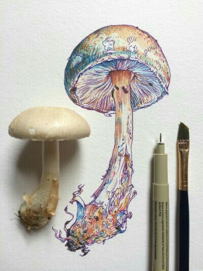 Plant Drawing, Arte Sketchbook, Mushroom Art, Naturally Beautiful, A Drawing, Drawing Techniques, Botanical Illustration, Ink Drawing, Amazing Art