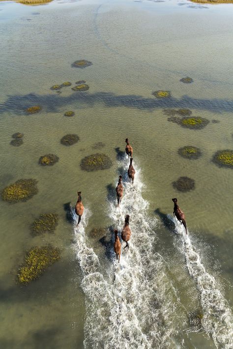 The Most Breathtaking Views Of Beautiful Earth From Above. Seen above: Photograph Wild Horses of Shackleford Banks by Brad Styron on 500px | #Photography #Nature #Wildlife Animal Poses, Anatomy References, Horses Running, Animal Babies, Riding Horse, Running Horses, All The Pretty Horses, Horse Photos, Pretty Horses