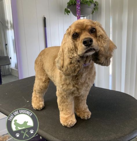 The Cocker Spaniel Haircut: A Guide to Grooming & Styling [With Photos] - Rocky Kanaka Cocker Spaniel Haircut Styles, Spaniel Haircut, Cocker Spaniel Haircut, Cockapoo Grooming, Cocker Spaniel Grooming, English Cocker Spaniel Puppies, Spaniel Breeds, Puppy Grooming, Puppy Cut