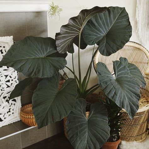 Alocasia ‘Regal Shield’ 🌿 Can’t stop, won’t stop is this beauty’s motto. New leaves are coming faster than I can even keep up with, and… Angel Plant, Tattoo Plant, Alocasia Plant, Orchid Planters, Plant Goals, Plants Are Friends, Air Plant Terrarium, Elephant Ears, Pretty Plants